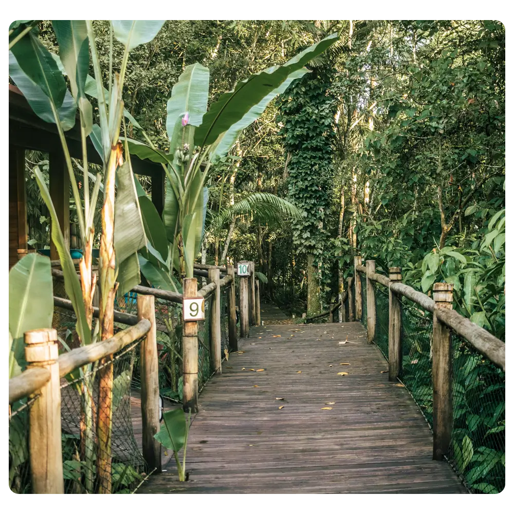 Foto-banana-1